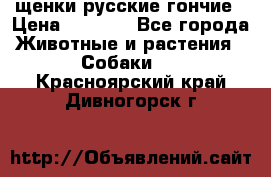 щенки русские гончие › Цена ­ 4 000 - Все города Животные и растения » Собаки   . Красноярский край,Дивногорск г.